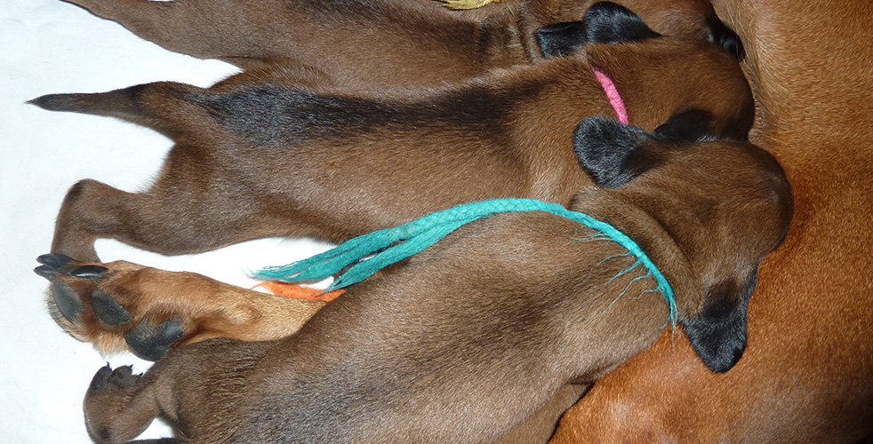 C-Wurf vom Fischbach - Bayerische Gebirgsschweißhunde