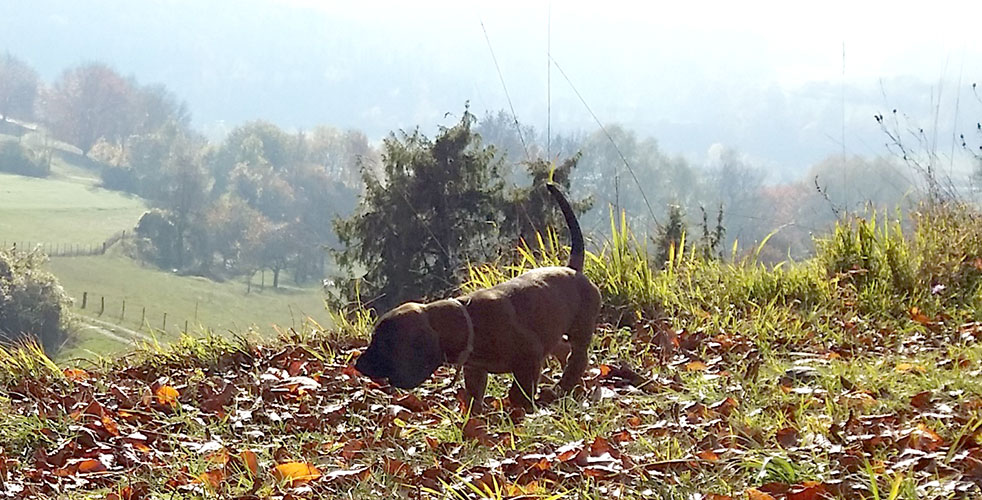 D-Wurf vom Fischbach - Bayerische Gebirgsschweißhunde