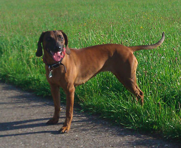 junger bayerischer Gebirgsschweißhund afra