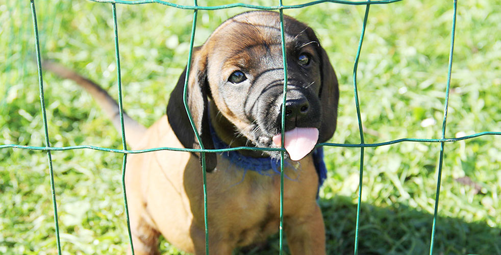 C-Wurf vom Fischbach - Bayerische Gebirgsschweißhunde