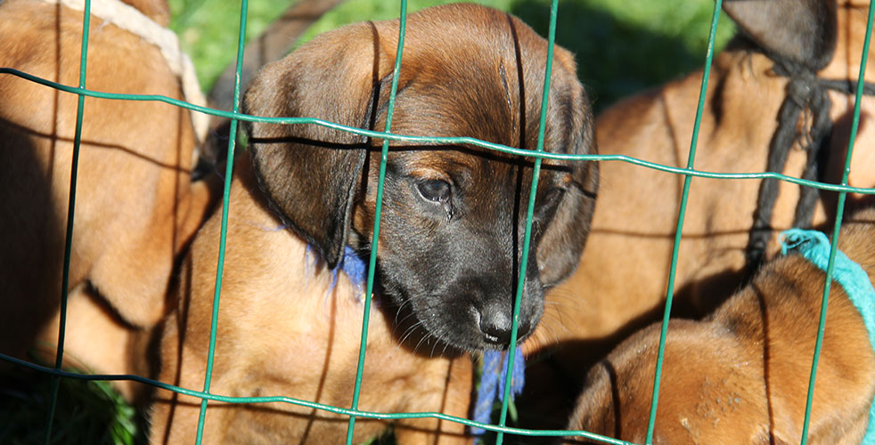C-Wurf vom Fischbach - Bayerische Gebirgsschweißhunde