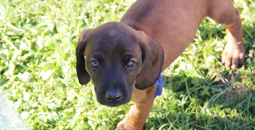 C-Wurf vom Fischbach - Bayerische Gebirgsschweißhunde