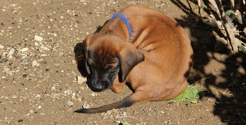 C-Wurf vom Fischbach - Bayerische Gebirgsschweißhunde