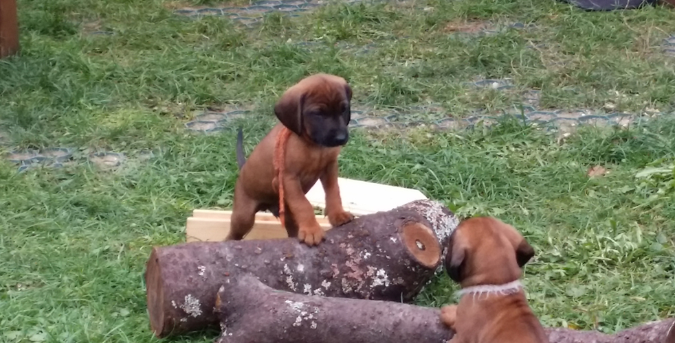 C-Wurf vom Fischbach - Bayerische Gebirgsschweißhunde