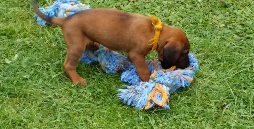 C-Wurf vom Fischbach - Bayerische Gebirgsschweißhunde