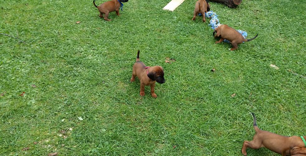 C-Wurf vom Fischbach - Bayerische Gebirgsschweißhunde