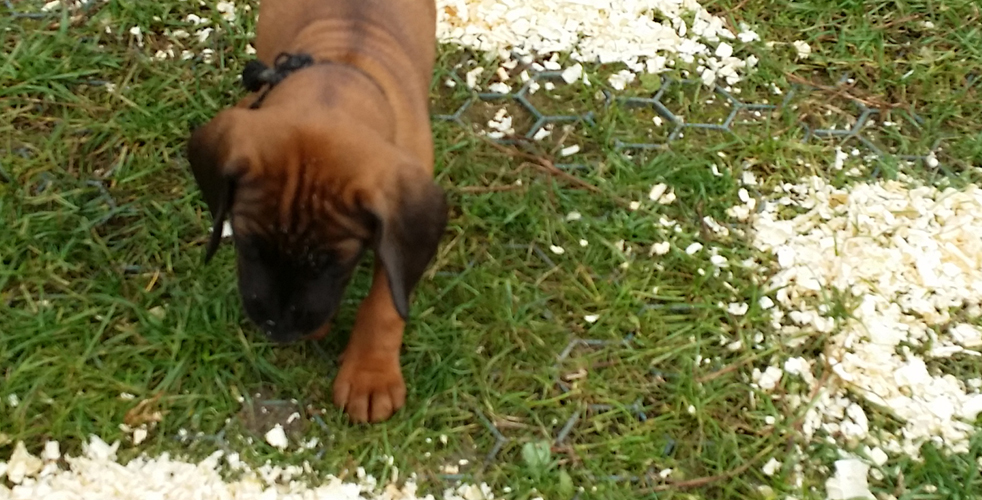 C-Wurf vom Fischbach - Bayerische Gebirgsschweißhunde