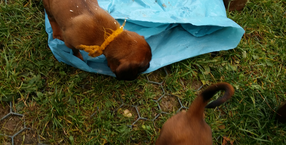 C-Wurf vom Fischbach - Bayerische Gebirgsschweißhunde