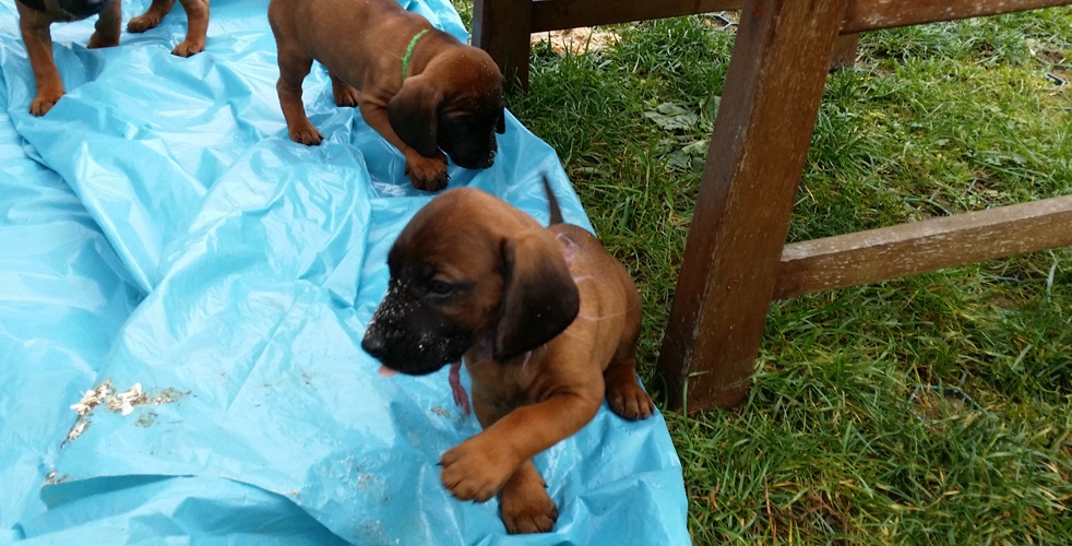 C-Wurf vom Fischbach - Bayerische Gebirgsschweißhunde