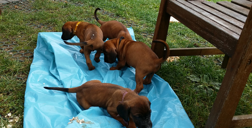 C-Wurf vom Fischbach - Bayerische Gebirgsschweißhunde