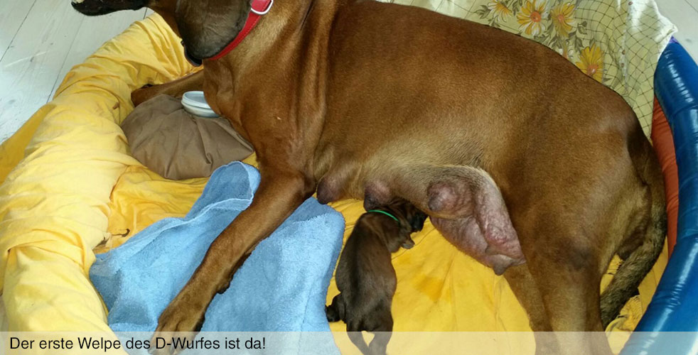 D-Wurf vom Fischbach - Bayerische Gebirgsschweißhunde