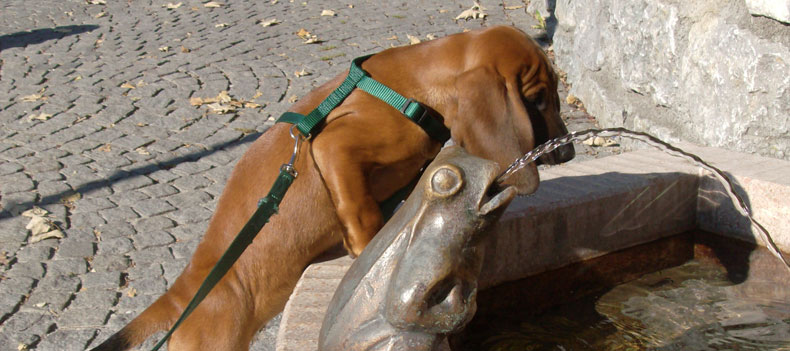 Asra vom Fischbach - BGS - Schweißhund - Welpen